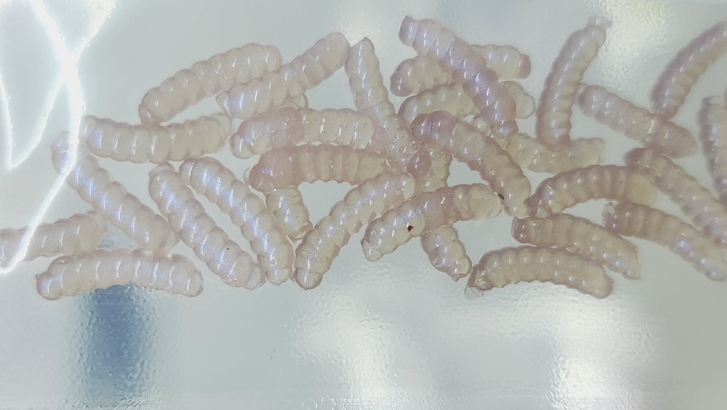 ½" EPIC MAGGOT (WAXIE)